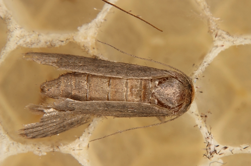 Kleine Wachsmotte (Achroia grisella) Kleine Wachsmotte (<i>Achroia grisella</i>)